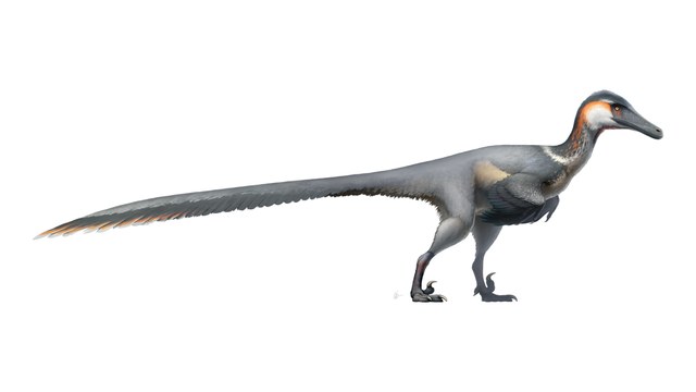 Austroraptor