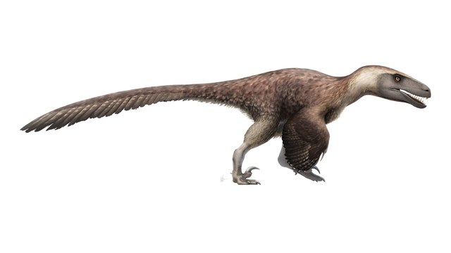 Omniraptor
