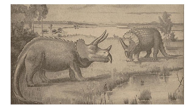 Triceratops