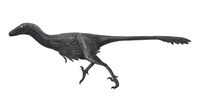 Troodon